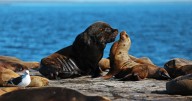 Fauna total en Puerto Madryn: el safari marino único en el mundo