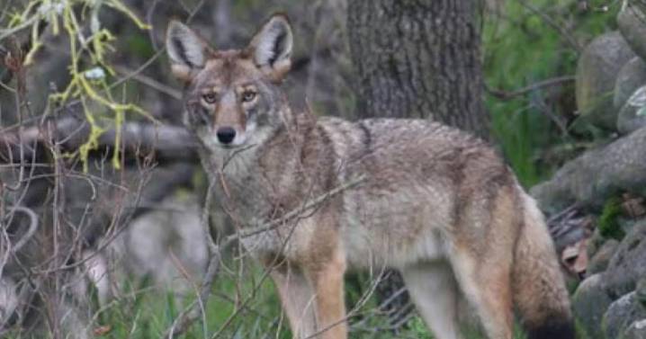 Spanish Fort approves coyote, beaver trap-and