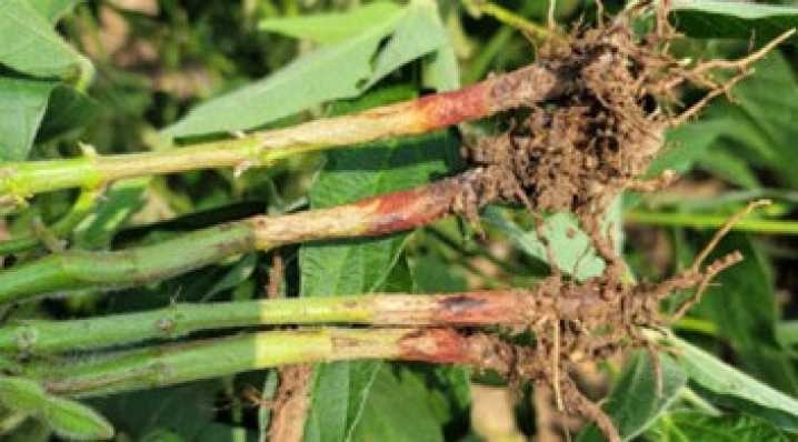 Minnesota's first case of red crown rot of soybean confirmed