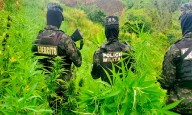 Fuerzas Armadas de Honduras incautan extensa plantación de marihuana