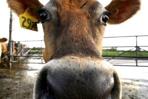 ‘Utter madness’: NZ farmers agree dairy sale to French group