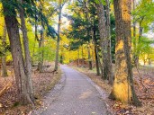 Tree Walk: Learn to ID more than a dozen trees on this path at a Lake Michigan state park
