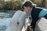 ‘We need to get them out’: Beluga trainer fired by Marineland speaks out