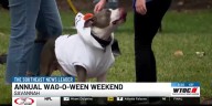 Savannah's annual Wag