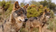Cantabria cifra en 2.380 los animales muertos en 2.533 ataques de lobo hasta septiembre
