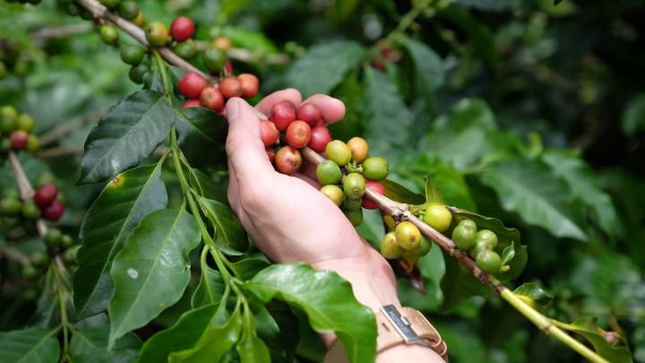 Así es el ‘bello rincón quindiano’, destino perfecto para vivir la cultura cafetera