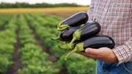 How To Harvest Eggplant From The Garden For The Best Flavor