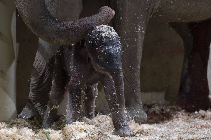 Columbus Zoo Welcomes 2nd Baby Asian Elephant This Year, Marking Historic First
