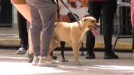 Lanzan Jornada de Esterilización de Mascotas en Ciudad Juárez; Entérate Dónde Será