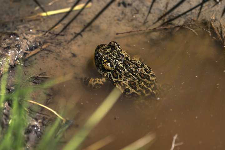 Geothermal project sues federal agencies, says there's no evidence it will drive Nevada toad to extinction