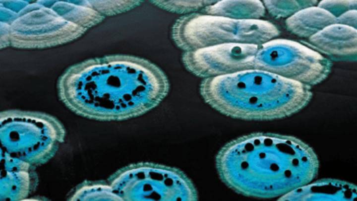 Descubren un antibiótico 100 veces más potente. Y a plena vista