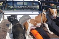 SORPRESA! Encuntran un criadero ilegal de pitbulls en Goya Corrientes (IMÁGENES)
