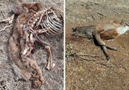 Hallan tres venados decapitados en Campoo
