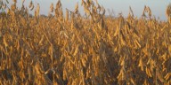 Farmer: Ratio of fertilizer cost to market price is worst he’s seen, blames trade war