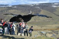 Rescatado por gendarmes, un cóndor volvió a volar a la cordillera