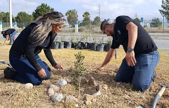 ‘Saltillo Verde’ suma más de 500 árboles plantados en lo que va del año