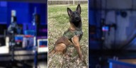 ‘Sudden loss’: K-9 Denali mourned by Scott County Sheriff’s Office