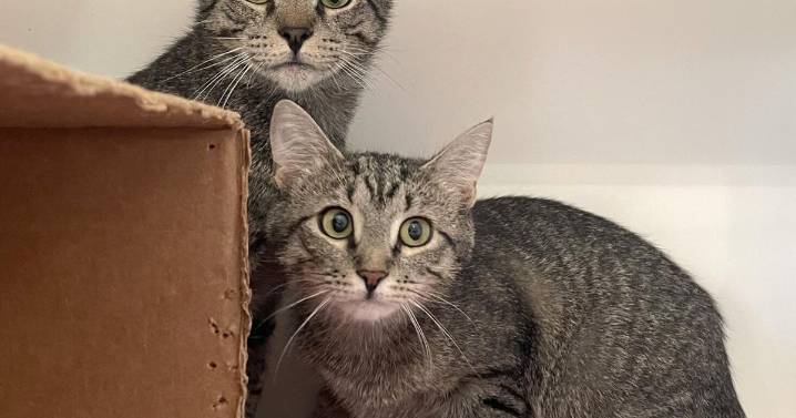 Guilford County Animal Services pauses cat intakes