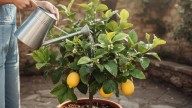 Los 6 errores más comunes al regar el limonero en primavera, según expertos