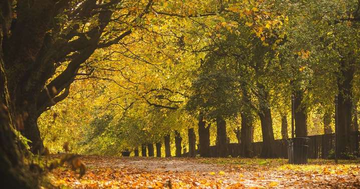 The hidden gem Manchester park with incredible autumn colours and a unique café