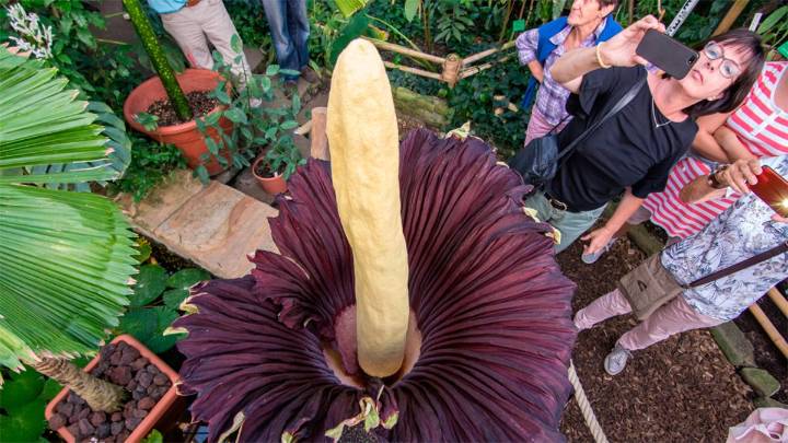 Robaron la flor más grande y apestosa del mundo desde un jardín botánico