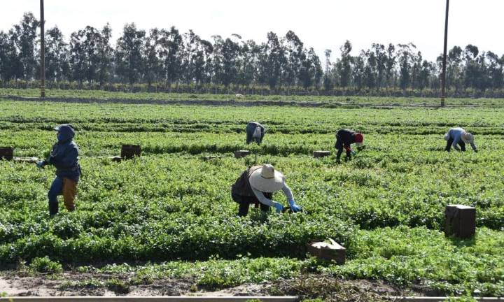 Fin de extensión de permisos de empleo para migrantes causará despidos, según abogados