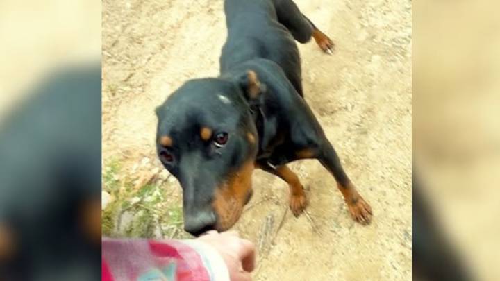 California Dog Mom Guides Rescuers To A Tent, Uncovering A Heartbreaking Surprise Inside