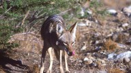 Coyote pup found, bottle fed in Palm Desert headed to rescue facility
