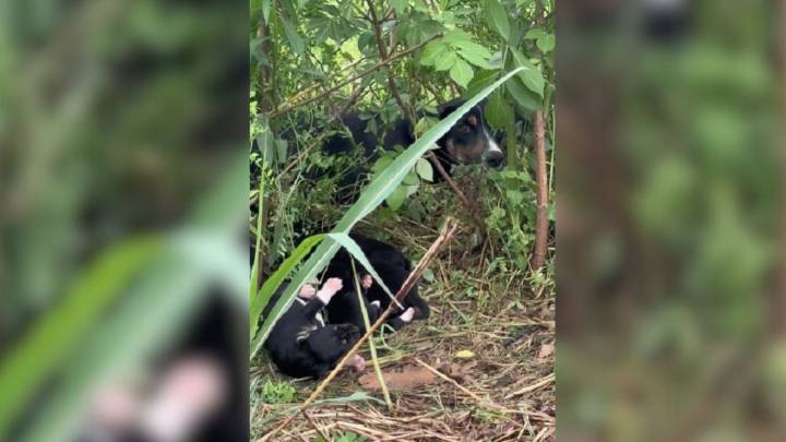 Texas Rescuer Spots Movement In The Brush And Discovers A Family In Desperate Need