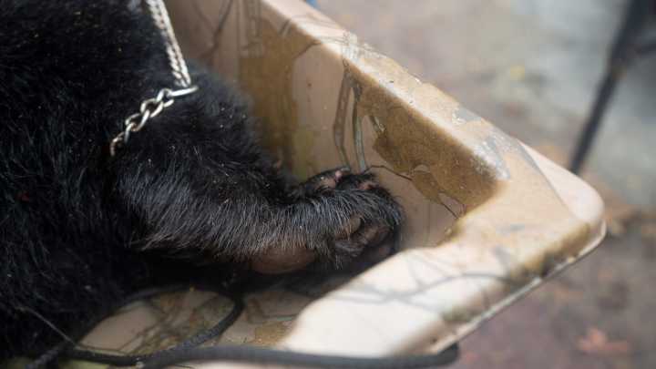 Almost 400 bears killed in first half of NJ hunt. What's next?
