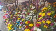 Florece cempasúchil para Día de Muertos