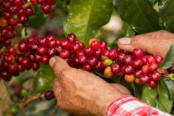 Colombia será sede del Consejo Internacional del Café en 2027