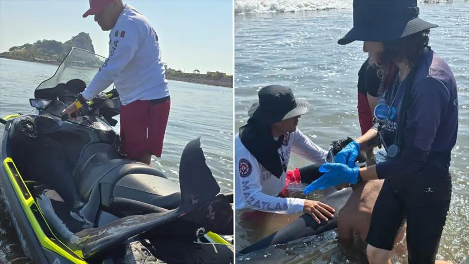 Rescatan a delfín varado en la Isla de Piedra