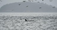 DAS could save Southern Resident orcas in the Salish Sea