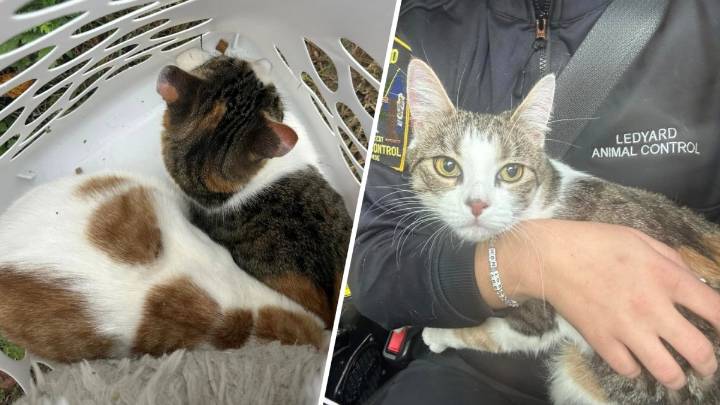 Two cats left abandoned inside laundry basket in Ledyard