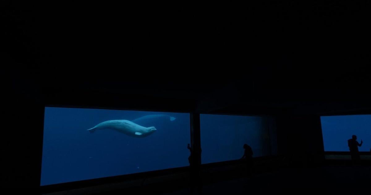 Marineland's request for federal funds to care for belugas 'inappropriate': minister