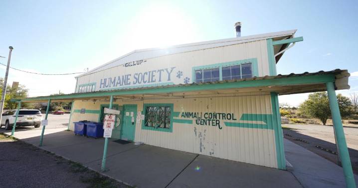 Gallup to take over animal shelter; ends contract with McKinley County Humane Society