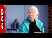 Watch One of Jane Goodall's Final Interviews Before Her Death