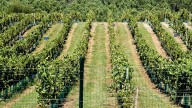 Avalan una multa de 90.000 euros a la bodega Terras Gauda por usar un mosto prohibido en la elaboración de vinos de Rías Baixas