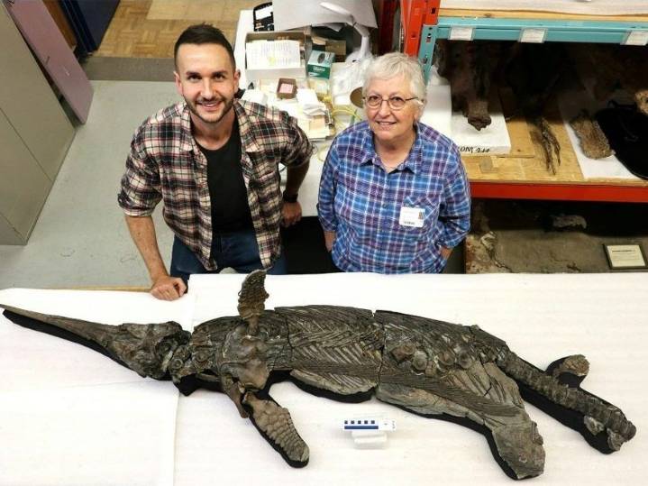 New species of Jurassic 'sword dragon' found in U.K.
