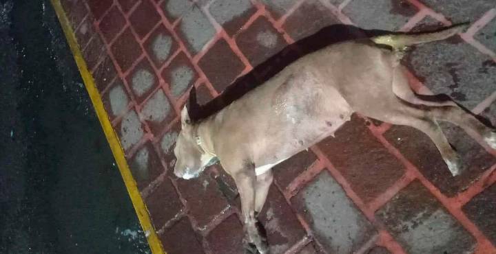 Gobierno de Paracho condena envenenamiento de perros y promete investigación transparente