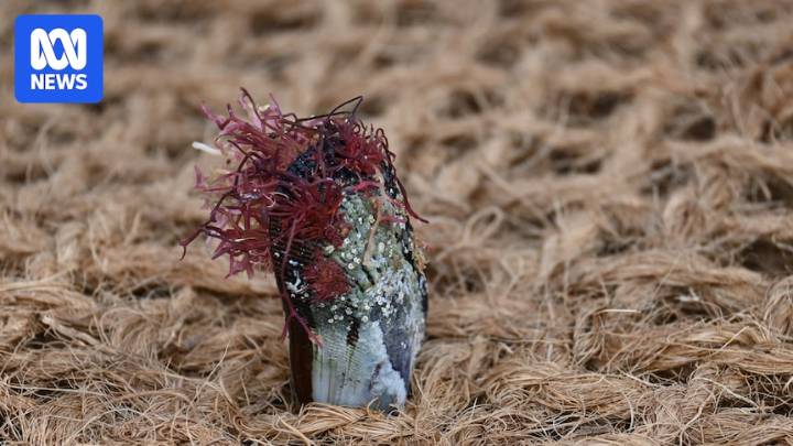 Native mussel restoration project supported by Victor Harbor community
