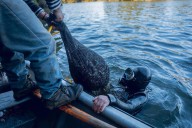 Organizaciones de pesca artesanal pueden postular a fondos para financiar estudios en áreas de manejo