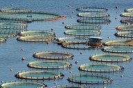 Acuicultura crece en Campeche ante baja en captura de pulpo y camarón