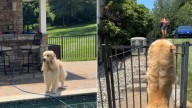 New York Golden Retriever's Reaction To Seeing His BFF Will Make Your Day