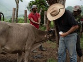 Aumentan a 55, los casos de miasis en humanos por gusano barrenador
