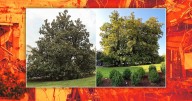 Trump Rips Out Presidents’ Historic Trees for New Ballroom