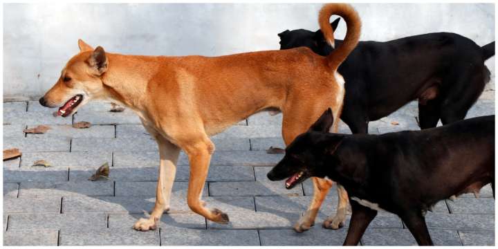 Stray dog menace: Supreme Court summons Secretaries of state, UTs for failing to submit affidavit