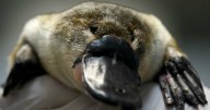 Game on in the fight to ban platypus 'death traps'