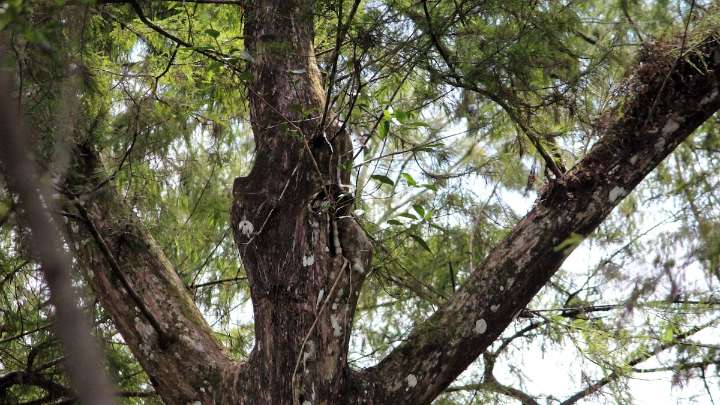 Poachers brave dangerous Florida swamps for imperiled ghost orchid